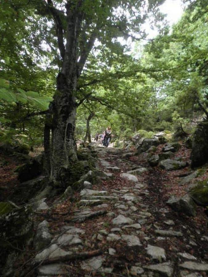 플라타니아스 Harmony Seaside Pelion 아파트 외부 사진